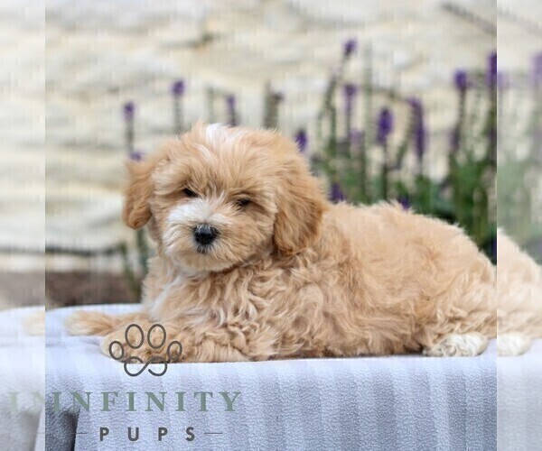 Medium Photo #3 Maltipoo Puppy For Sale in LEBANON, PA, USA