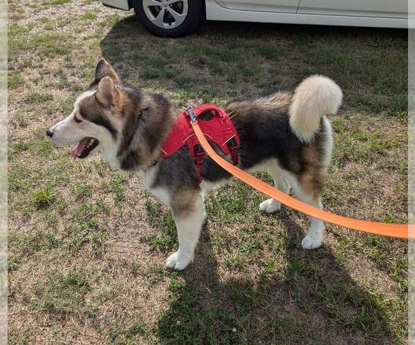 Medium Photo #17 Siberian Husky Puppy For Sale in Holly Springs, NC, USA