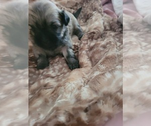 ShihPoo-Shikoku Mix Puppy for sale in CHARLESTON, SC, USA