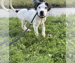 Asha (NY-Sarah) *Oriskany Falls NY* - Female Mastiff-Unknown Mix Dog for Adoption - Small photo