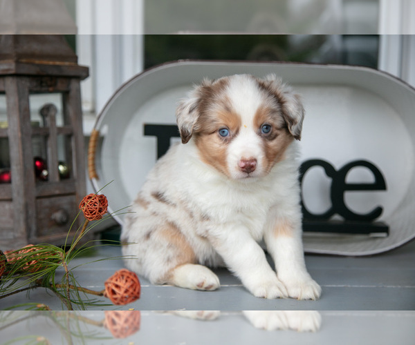 Medium Photo #3 Australian Shepherd Puppy For Sale in HOLMESVILLE, OH, USA