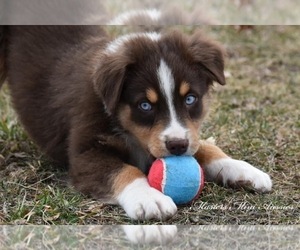 Australian Shepherd Puppy for sale in EASTON, MO, USA