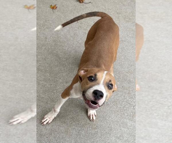 Medium Photo #2 Mutt Puppy For Sale in Tulsa, OK, USA