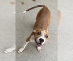 Small Photo #2 Mutt Puppy For Sale in Tulsa, OK, USA