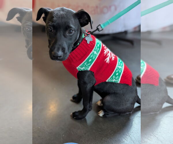 Medium Photo #1 Labrador Retriever-Unknown Mix Puppy For Sale in Holly Springs, NC, USA