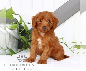 Goldendoodle (Miniature) Puppy for sale in BIRD IN HAND, PA, USA