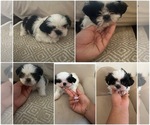 Small Shih Tzu