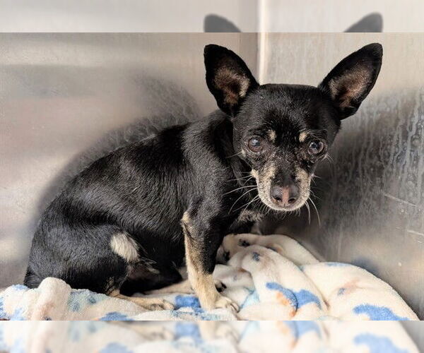 Medium Photo #1 Chihuahua-Unknown Mix Puppy For Sale in Moreno Valley, CA, USA