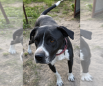 Small #5 American Pit Bull Terrier-Labrador Retriever Mix