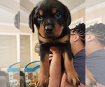 Small #5 Rottweiler