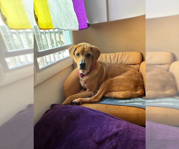 Medium Photo #4 Labrador Retriever-Unknown Mix Puppy For Sale in Oakhurst, NJ, USA