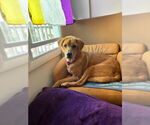 Small #3 Labrador Retriever Mix