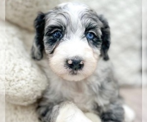 Aussiedoodle Puppy for sale in ELKHART, IN, USA