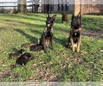 Small Photo #2 Belgian Malinois Puppy For Sale in JACKSONVILLE, TX, USA