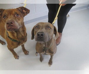 Unknown-Weimaraner Mix Dogs for adoption in Ocala, FL, USA
