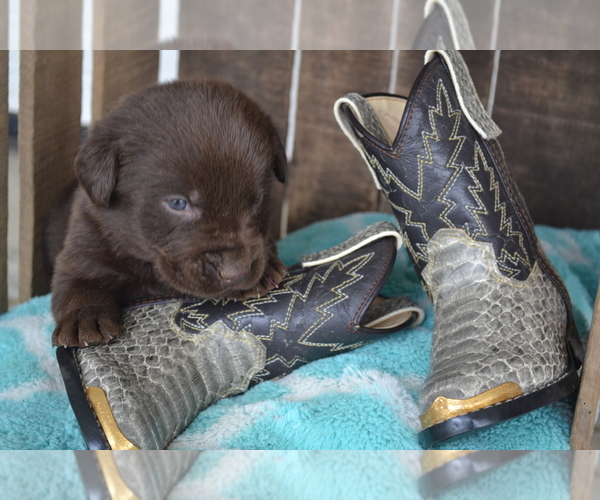Medium Photo #37 Labrador Retriever Puppy For Sale in GREENWOOD, WI, USA