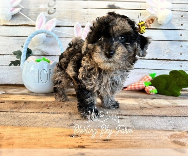 Medium Photo #6 Poodle (Toy) Puppy For Sale in SAINT AUGUSTINE, FL, USA