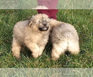 Bouvier Des Flandres Puppy for sale in AMBOY, WA, USA