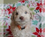 Puppy Blitzen Labradoodle