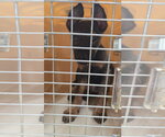 Small #8 German Shepherd Dog Mix