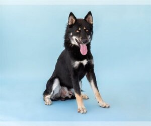 German Shepherd Dog-Huskies  Mix Dogs for adoption in Pasadena, CA, USA