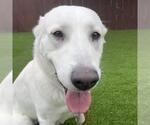 Small #1 Labrador Retriever Mix