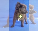 Image preview for Ad Listing. Nickname: Litter of 4