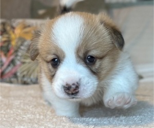 Medium Pembroke Welsh Corgi