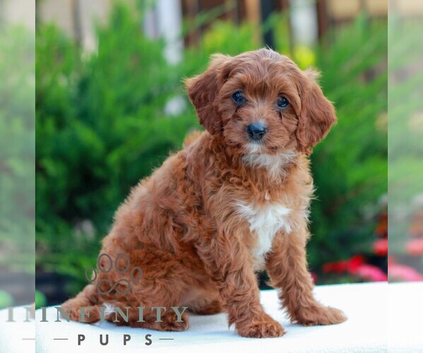 Medium Photo #3 Cavapoo (Miniature) Puppy For Sale in LITITZ, PA, USA