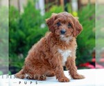 Small #2 Cavapoo (Miniature)