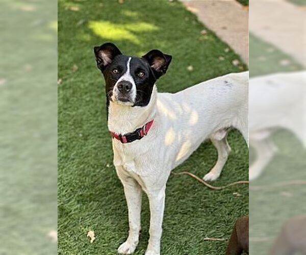 Medium Photo #4 Border Collie-Rat Terrier Mix Puppy For Sale in Dana Point, CA, USA