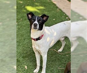 Charlie - Male Border Collie-Rat Terrier Mix Dog for Adoption - Photo #4