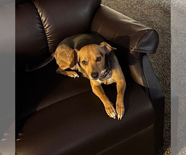 Medium Photo #4 Cheagle Puppy For Sale in Brooklyn Center, MN, USA