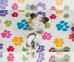 Gus - Male Papitese Puppy for Sale - Photo #11