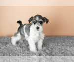 Puppy Sophia Schnauzer (Miniature)