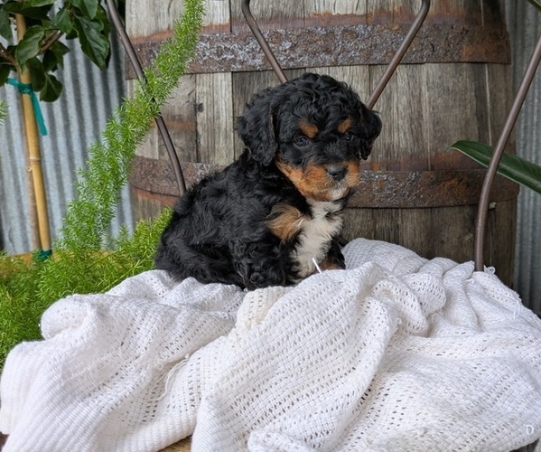 Medium Photo #9 Cavapoo Puppy For Sale in GOSHEN, IN, USA