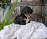 Small Photo #9 Cavapoo Puppy For Sale in GOSHEN, IN, USA