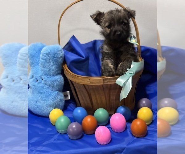 Medium Photo #8 Cairn Terrier Puppy For Sale in HASTINGS, NE, USA