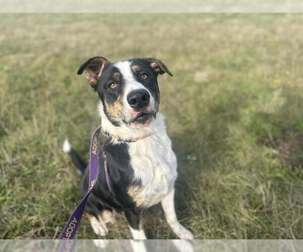Medium Photo #1 Border Collie-Unknown Mix Puppy For Sale in McKinleyville, CA, USA