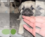 Small Photo #5 Pug Puppy For Sale in MINERAL RIDGE, OH, USA