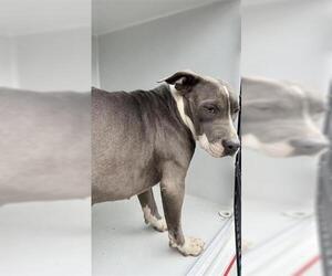Staffordshire Bull Terrier Dogs for adoption in Houston, TX, USA