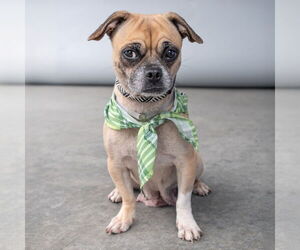 Pug Dogs for adoption in Pasadena, CA, USA