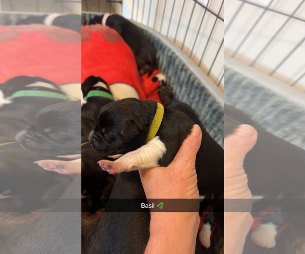 Medium Photo #2 American Pit Bull Terrier-Labrador Retriever Mix Puppy For Sale in Holly Springs, NC, USA