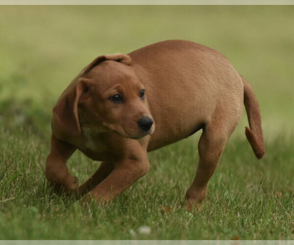 Medium Photo #2 Labrador Retriever-Unknown Mix Puppy For Sale in Mechanicsburg, PA, USA