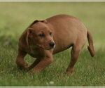 Small #1 Labrador Retriever Mix