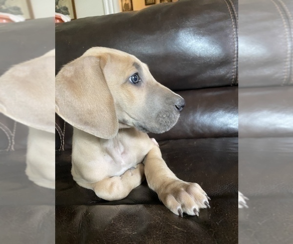 Medium Photo #28 Great Dane Puppy For Sale in CLOVER, SC, USA