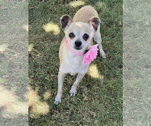 Chihuahua-Unknown Mix Dogs for adoption in Phoenix, AZ, USA