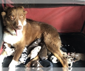 Mother of the Australian Shepherd puppies born on 08/09/2019