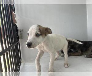 Labrador Retriever Dogs for adoption in Houston, TX, USA