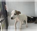 Small Labrador Retriever